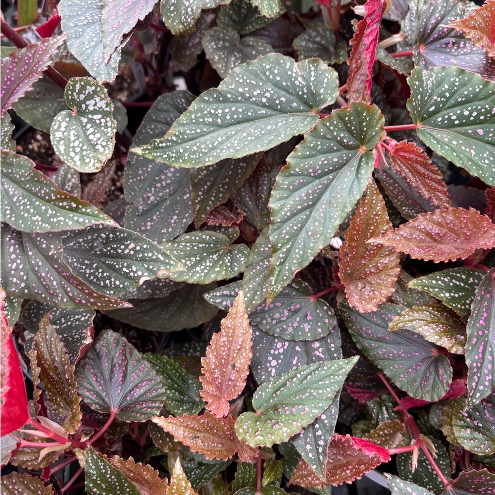 Spotted Begonia Leaf Plant - Green & Pink Foliage